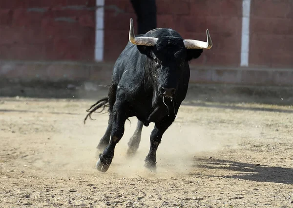 スペインの伝統的な光景の中で闘牛場で大きな角が走っています — ストック写真