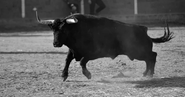 Stier Spanien Mit Großen Hörnern Läuft Der Stierkampfarena Traditionellem Spektakel — Stockfoto