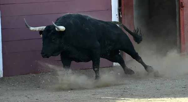 Bull Spain Wih Big Horns Running Bullring Traditional Spectacle Spain — Stock Photo, Image