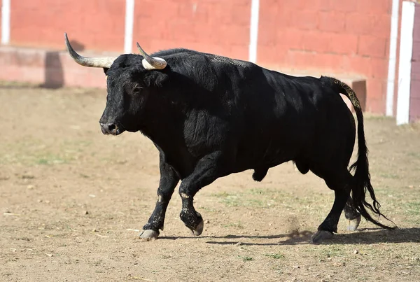 Taureau Espagne Avec Grandes Cornes Courant Dans Les Arènes Dans — Photo