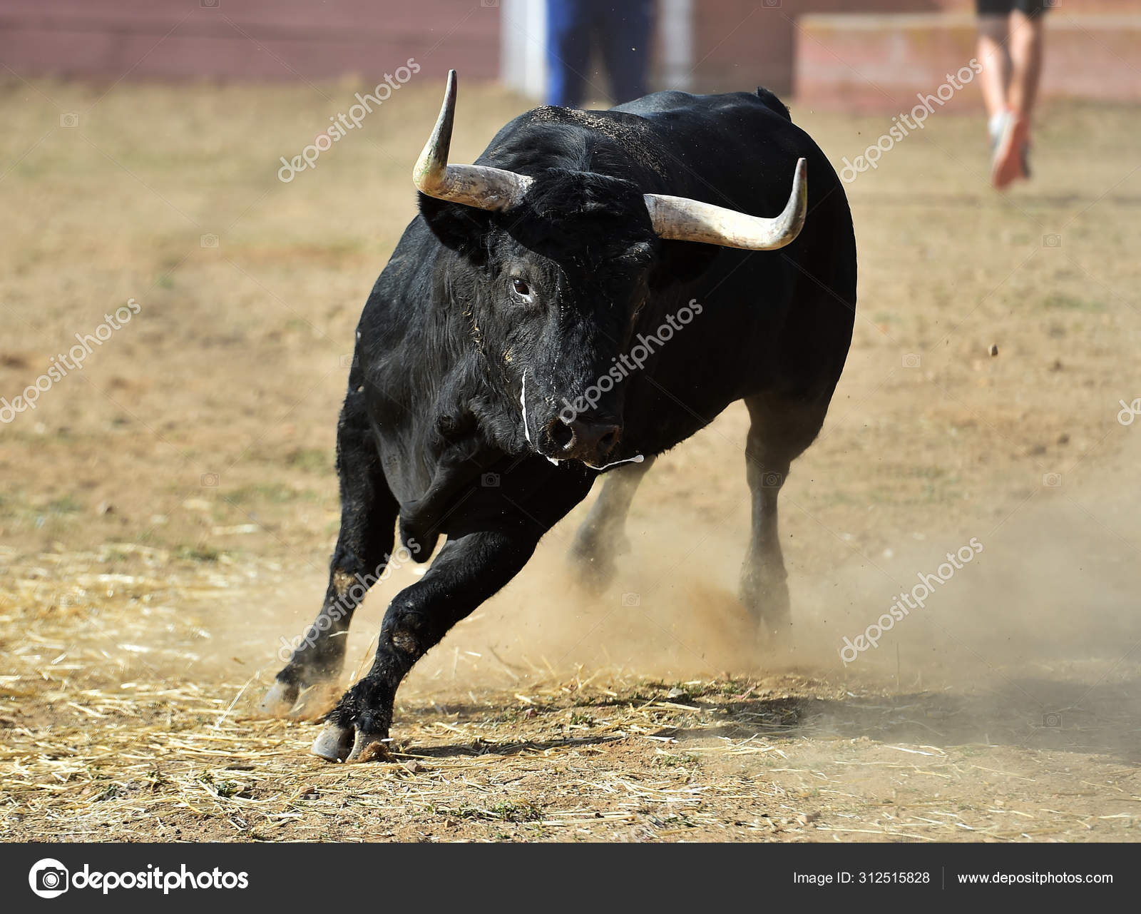 Taureau Espagne Avec Grandes Cornes Courant Dans Les Arenes Dans Image Libre De Droit Par Albertoclemares Hotmail Com C