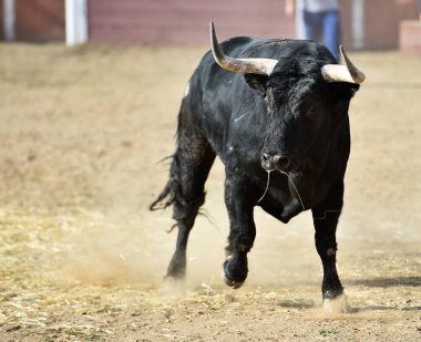 İspanya 'da boğa, boğa boynuzlarıyla ringde koşuyor geleneksel İspanya gösterisinde.