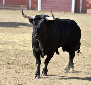 İspanya 'da boğa, boğa boynuzlarıyla ringde koşuyor geleneksel İspanya gösterisinde.