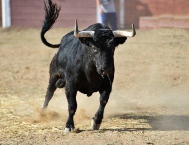 İspanya 'da boğa, boğa boynuzlarıyla ringde koşuyor geleneksel İspanya gösterisinde.