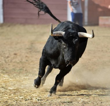 İspanya 'da boğa, boğa boynuzlarıyla ringde koşuyor geleneksel İspanya gösterisinde.