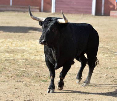 İspanya 'da boğa, boğa boynuzlarıyla ringde koşuyor geleneksel İspanya gösterisinde.