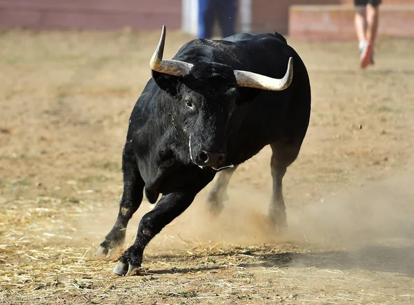 Tjur Spanien Med Stora Horn Som Springer Tjurfäktningsringen Traditionellt Skådespel — Stockfoto