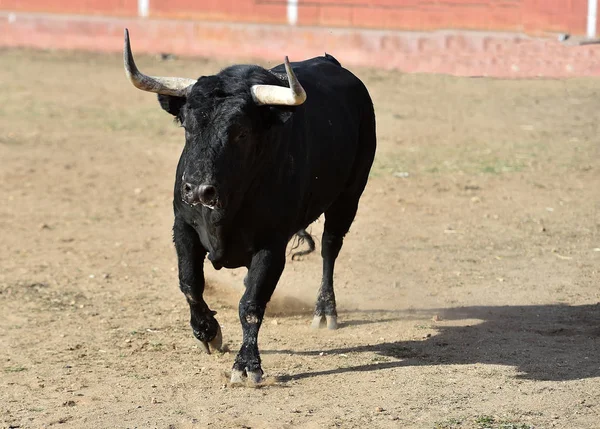 スペインの伝統的な光景の中で闘牛場で大きな角が走っています — ストック写真