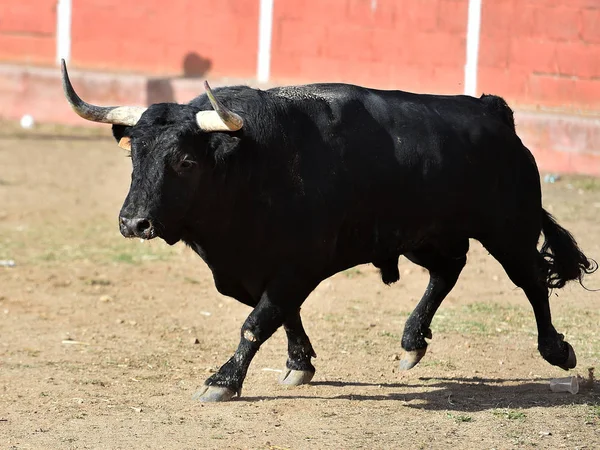 스페인의 황소는 스페인의 전통적 구경거리인 투우장에서 커다란 흔들고 — 스톡 사진