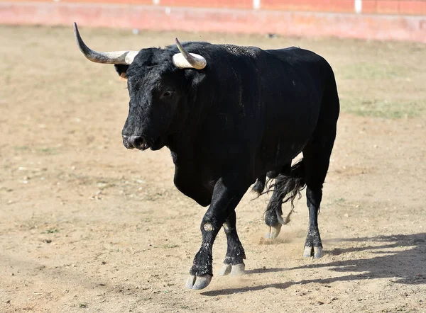 Touro Espanha Wih Grandes Chifres Correndo Praça Touros Espetáculo Tradicional — Fotografia de Stock