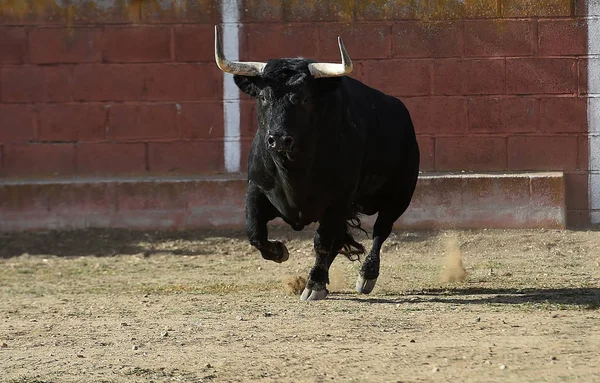 Touro Espanha Wih Grandes Chifres Correndo Praça Touros Espetáculo Tradicional — Fotografia de Stock