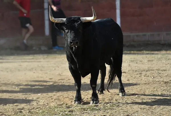 スペインの伝統的な光景の中で闘牛場で大きな角が走っています — ストック写真