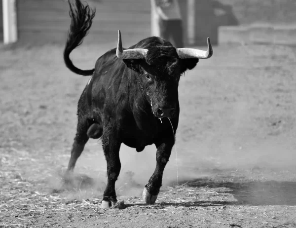 Stier Spanje Met Grote Hoorns Rennend Arena Traditioneel Spektakel Spanje — Stockfoto