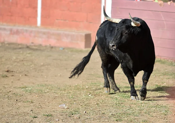 Touro Espanha Wih Grandes Chifres Correndo Praça Touros Espetáculo Tradicional — Fotografia de Stock