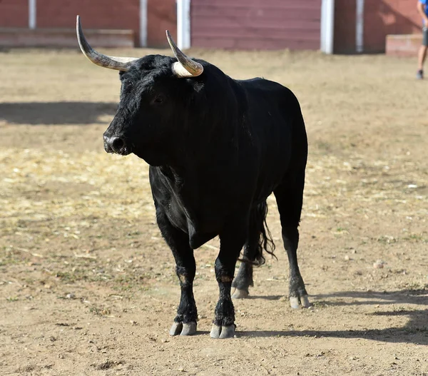 Bull Spain Wih Big Horns Running Bullring Traditional Spectacle Spain — Stock Photo, Image