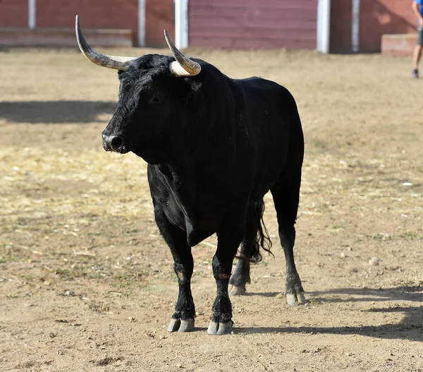 Stier Spanien Mit Großen Hörnern Läuft Der Stierkampfarena Traditionellem Spektakel — Stockfoto