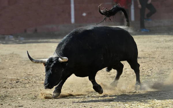 Stier Spanje Met Grote Hoorns Rennend Arena Traditioneel Spektakel Spanje — Stockfoto