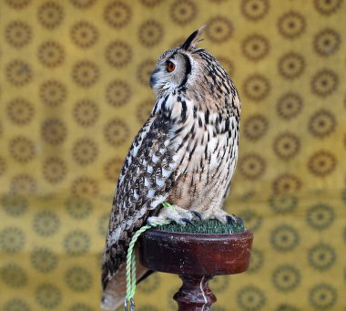 Güzel kraliyet baykuşunun başı.