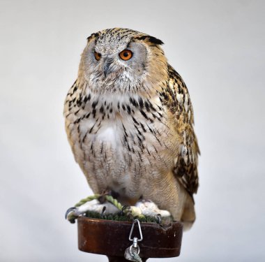 Güzel kraliyet baykuşunun başı.