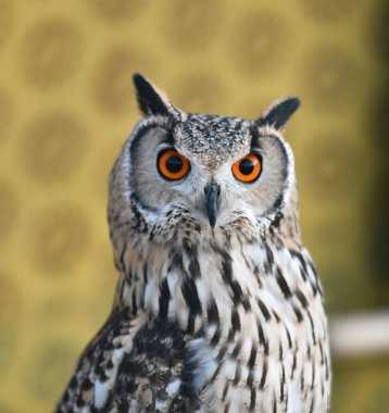 Güzel kraliyet baykuşunun başı.