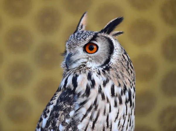 head of beautiful royal owl