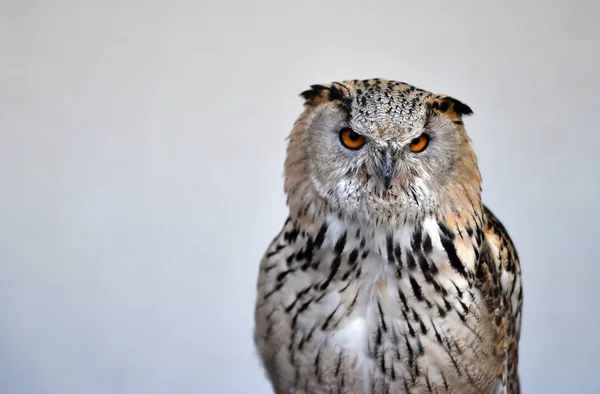 Head Beautiful Royal Owl — Stock Photo, Image