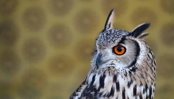 head of beautiful royal owl