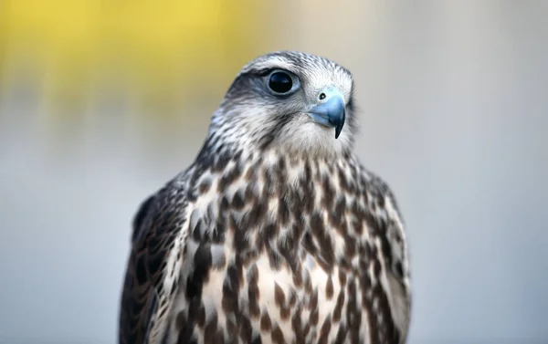 Little Beautiful Peregrine Falcon — Stockfoto