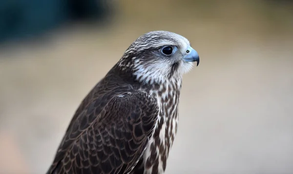 Little Beautiful Peregrine Falcon — Stock Photo, Image