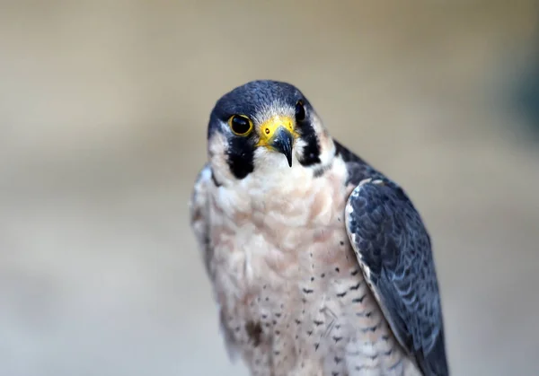 Kleiner Und Schöner Wanderfalke — Stockfoto