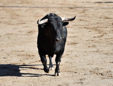 Arenada İspanyol boğasının boynuzları