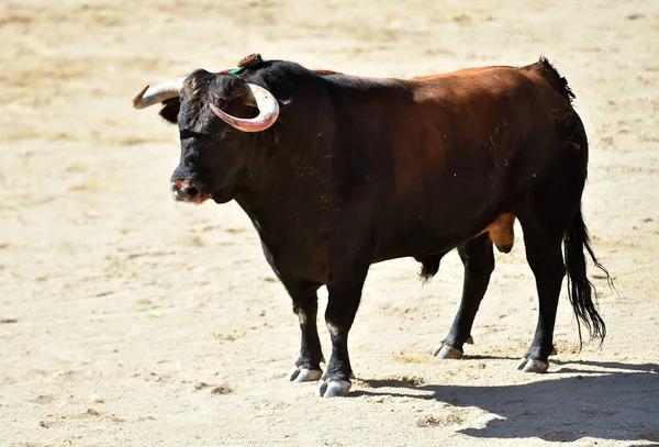 bull horns of spanish bull in arena