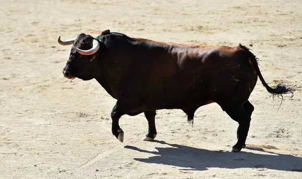 bull horns of spanish bull in arena