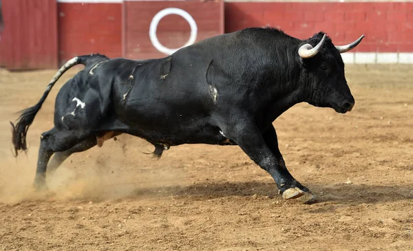 竞技场上西班牙公牛的牛角 — 图库照片