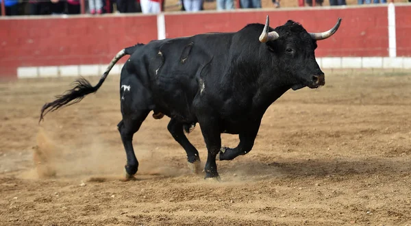 Cuernos Toro Toro Español Arena —  Fotos de Stock