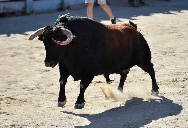 Bull Horns Spanish Bull Arena — ストック写真