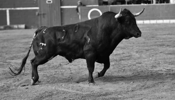 Bull Horns Spanish Bull Arena — Stock Photo, Image
