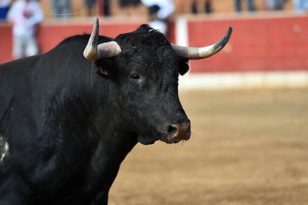 Cornes Taureau Espagnol Dans Arène — Photo