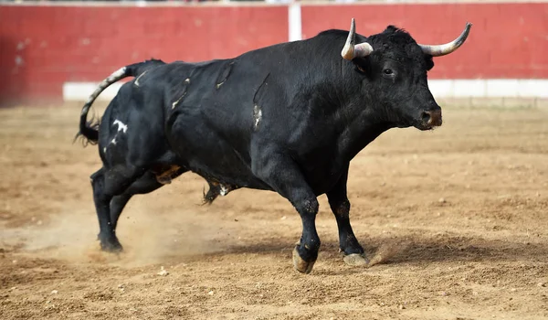 bull horns of spanish bull in arena