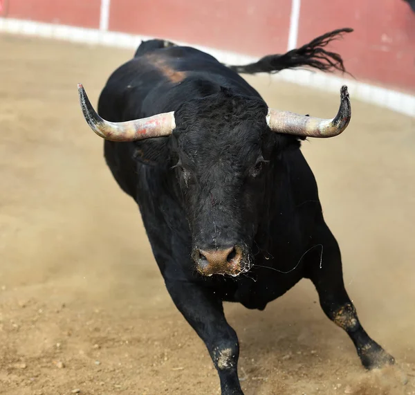 bull horns of spanish bull in arena