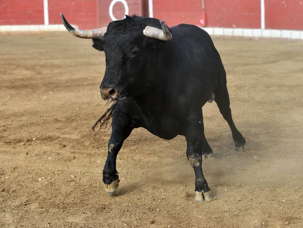 bull horns of spanish bull in arena