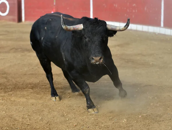 Arenada Spanyol Boğasının Boynuzları — Stok fotoğraf