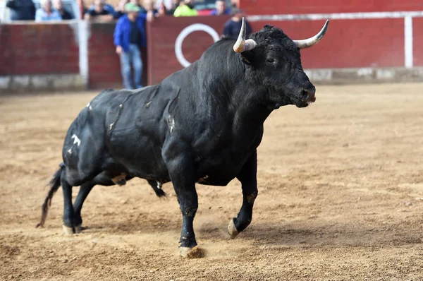 bull horns of spanish bull in arena