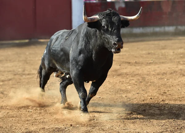 Tjurhorn Spansk Tjur Arenan — Stockfoto