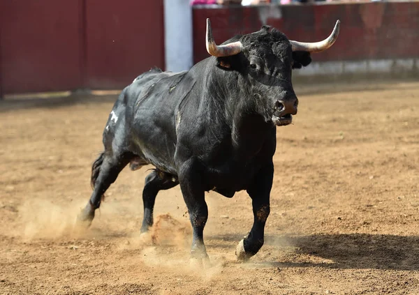 bull horns of spanish bull in arena