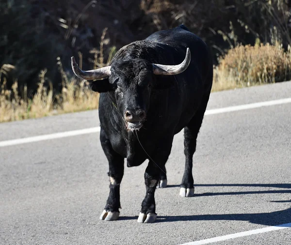 bull horns of spanish bull in arena