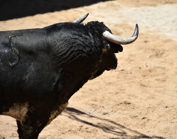 bull horns of spanish bull in arena