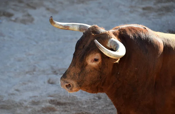 Bull Horns Spanish Bull Arena — Stock Photo, Image