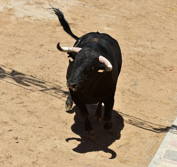 Bull Horns Spanish Bull Arena — ストック写真