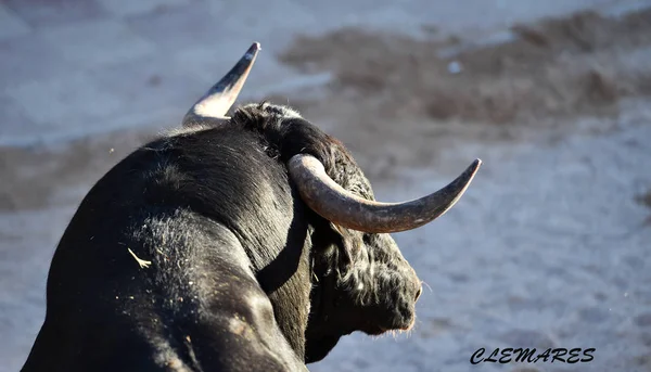 bull horns of spanish bull in arena